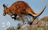 Kangaroo at Frazer Range