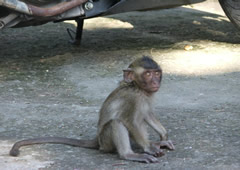 Baby monkey at the orphanage